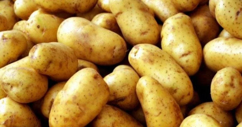 Gürcüstandan idxal olunan kartofda uyğunsuzluq aşkarlandı
