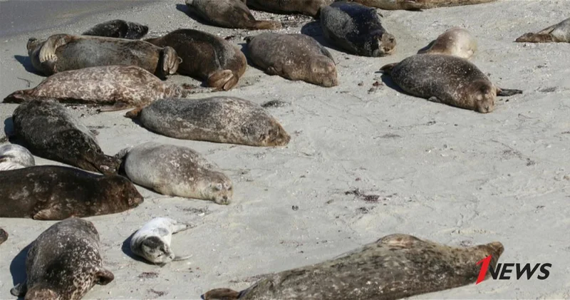 Названа возможная причина массовой гибели найденных в Казахстане тюленей ОБНОВЛЕНО