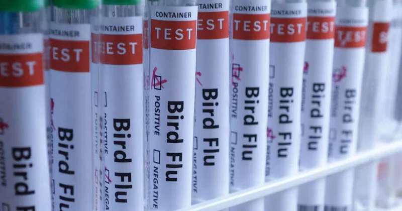 В Великобритании установлены новые правила по содержанию птиц