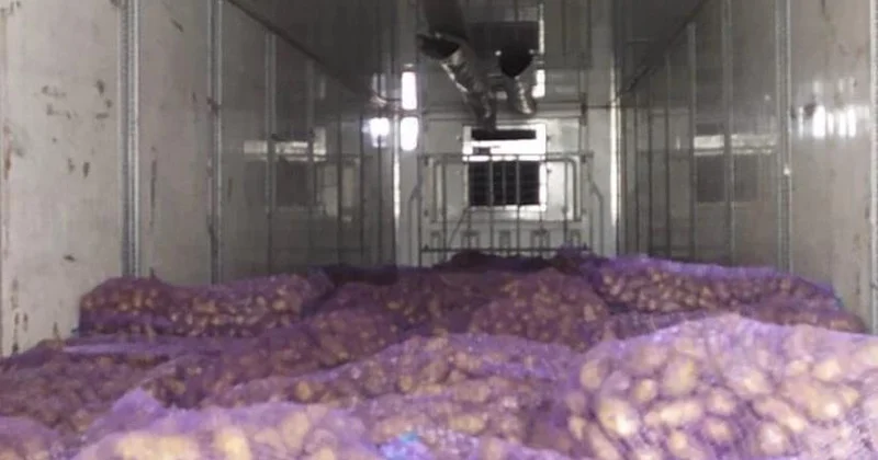 Gürcüstandan Azərbaycana gətirilən kartofda parazitlər aşkarlanıb