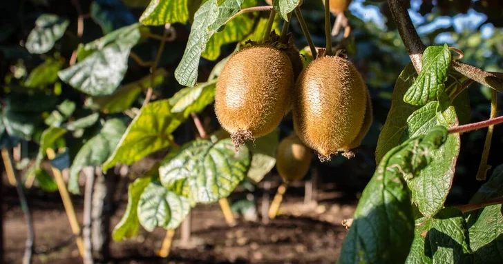 Горький вкус изобилия: фермеры Астары терпят убытки из за нереализованного киви
