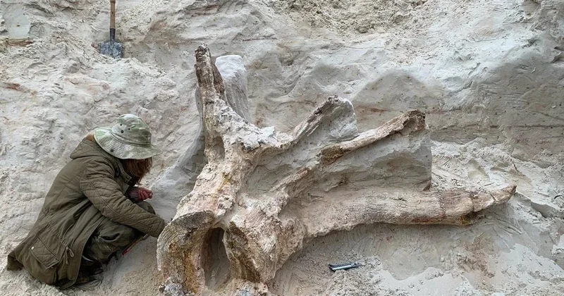 Rusiyada 385 milyon yaşı olan ağac tapılıb FOTO