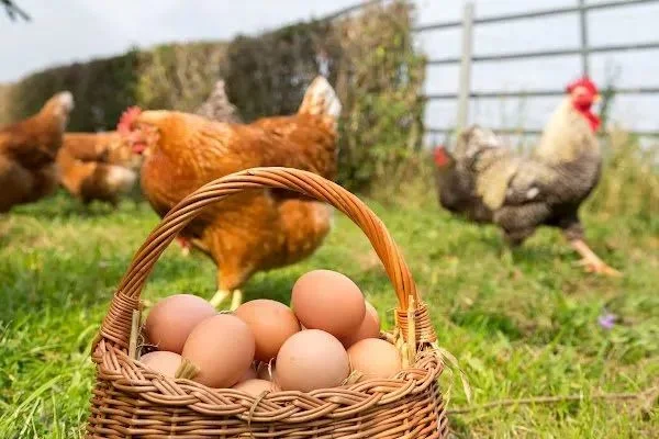 Kənd yumurtası bahalaşır, sənaye üsulu ilə istehsal olunanlar isə