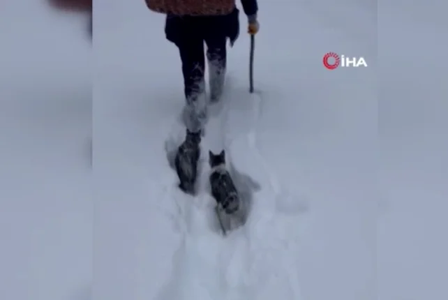 Pişiklərinə yem aparmaq üçün görün hansı yollardan keçir VİDEO