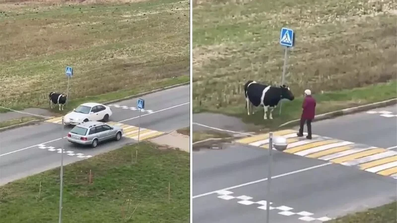 Sahibinin yolu keçməsini gözləyən inək internetdə viral oldu VİDEO