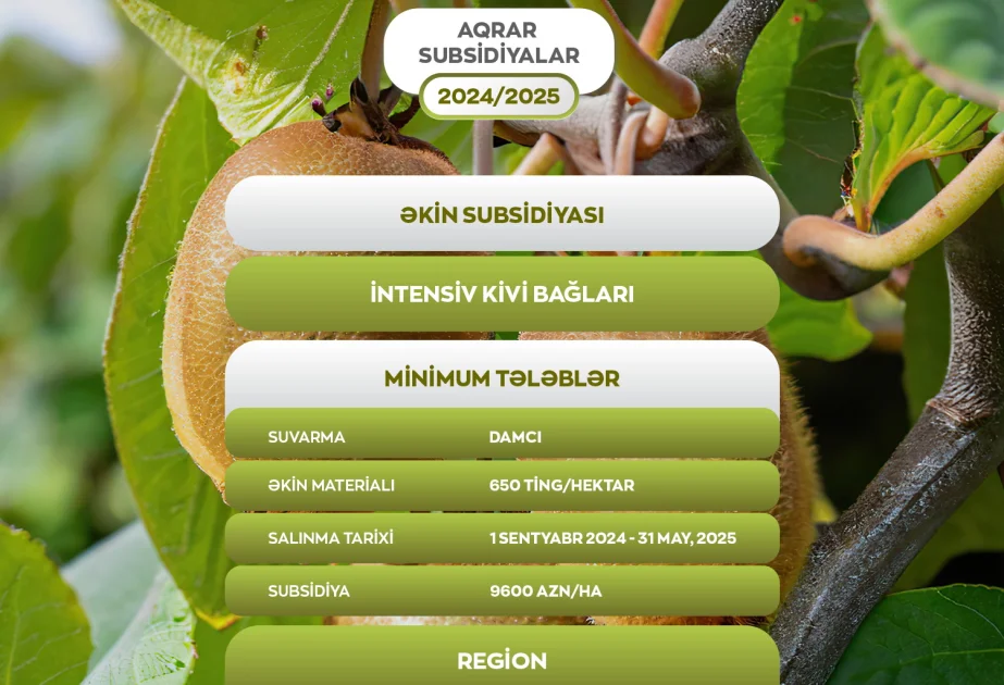 Kivi bağlarının salınmasına görə hər hektara 9600 manat əkin subsidiyası veriləcək