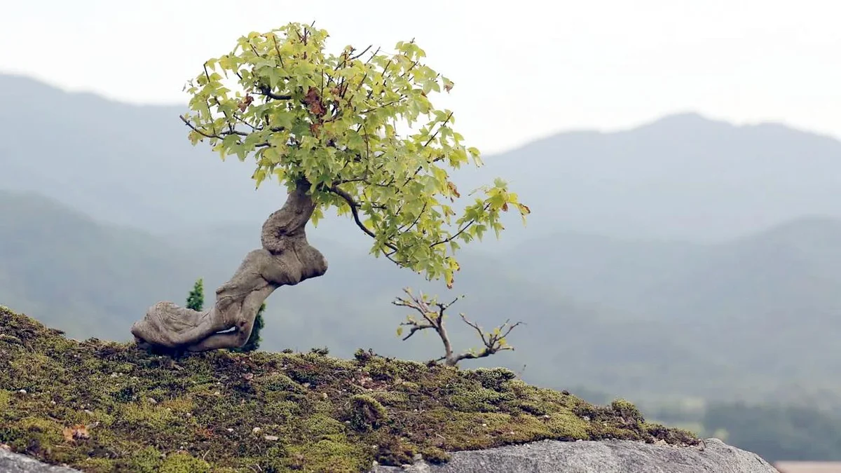 Bonsai ağacı: Çox qiymətli olduğuna görə oğurluğun qurbanı olur