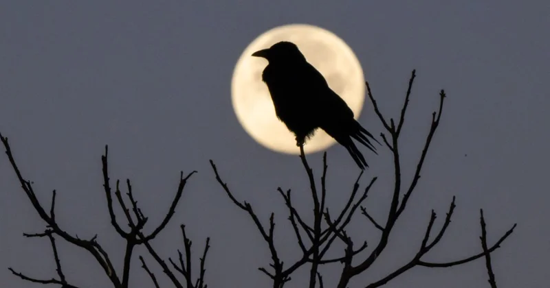 Bu gecə sonuncu dəfə Super Ay hadisəsi yaşanacaq