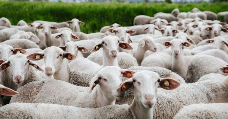 "KamAZ" xırdabuynuzluları vurdu: 20 başdan çox heyvan tələf oldu