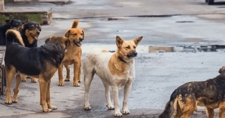 İtlər qıza hücum etdiyi üçün deputat saxlanıldı