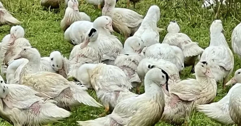 Fransanın Periqor regionunda ördək fermalarında quş qripi təlaş yaradıb