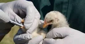 ABŞ da quş qripindən 5 nəfər ölüb Alimlər qorxur