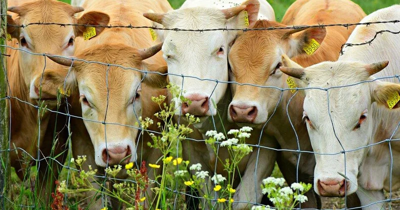 Ölkəyə 121 milyonluq heyvan gətirildi KONKRET