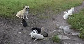 Evində 70 heyvan saxlayırdı, əlindən aldılar