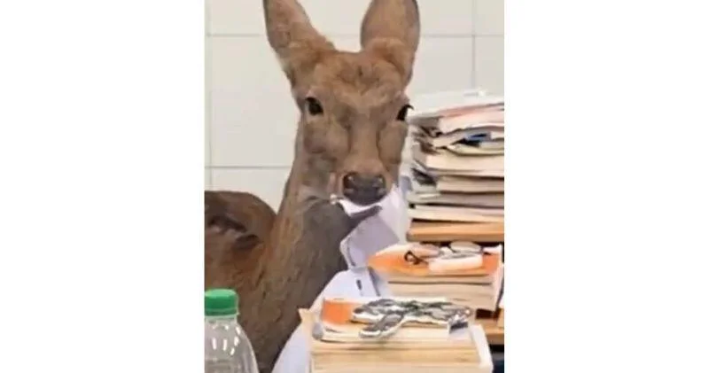 В Китае олень зашел в класс и начал есть экзаменационные работы ВИДЕО