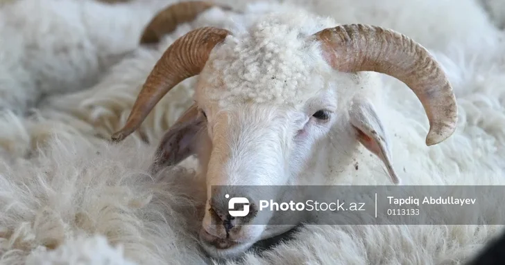 В Сальяне грузовик сбил более 20 голов мелкого рогатого скота