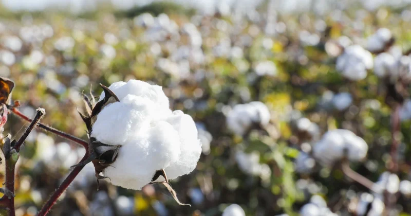 Hansı rayonlarda subsidiyası ödənilməyəcək?