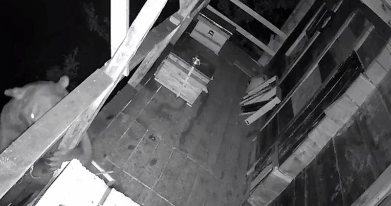 Медведь в Турции дважды атаковал улей на жилом балконе Minval Politika