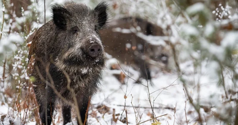 Polşada vəbaya yoluxmuş qaban cəsədi aşkarlanıb, təxribat istisna edilmir