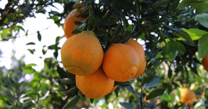 Халлабон: корейское золото на азербайджанской земле