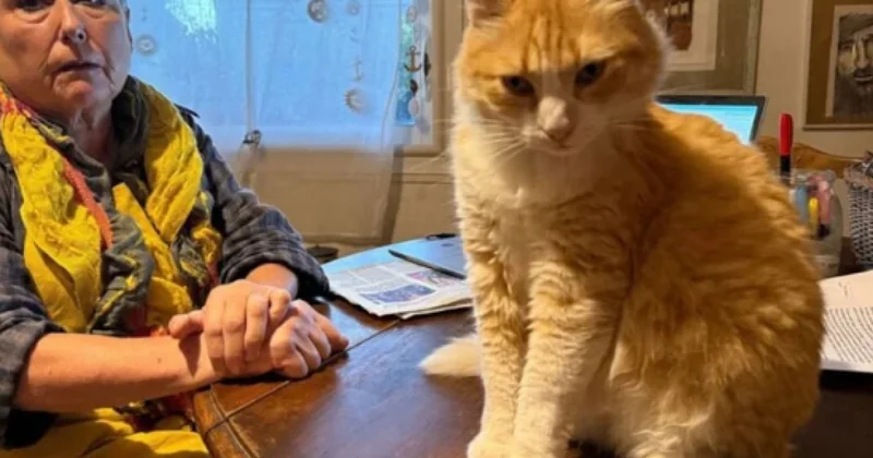 Qonşular arasında mübahisə düşdü Pişik həbs edildi