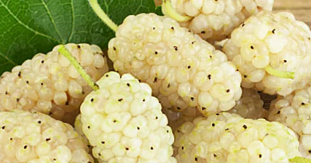 Alimlər ağ tutun insulinə həssaslığı artırdığını aşkar ediblər