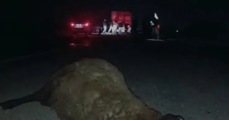 Salyanda ağır qəza 20 dən çox xırda buynuzlu heyvan tələf oldu