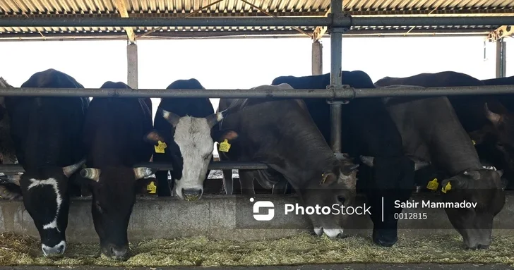 Во сколько Азербайджану обошелся импорт и экспорт скота?