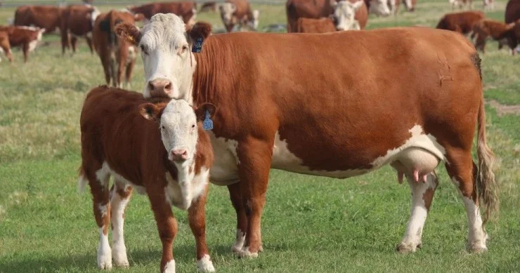 Naxçıvanda fermerlərə 610 min manatdan çox heyvandarlıq subsidiyası ödənilib