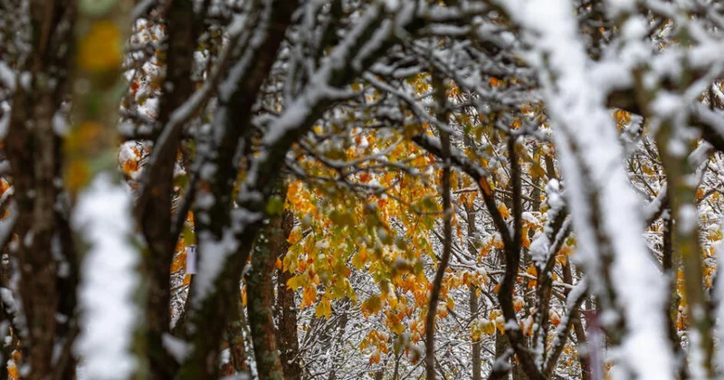 Волшебство двух сезонов в лесах Пиргули ФОТО