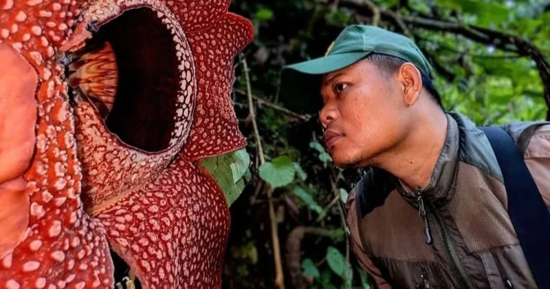 Bioloqlar bu çiçəyi tapmaq üçün düz 13 il meşələrdə gəzdilər VİDEO