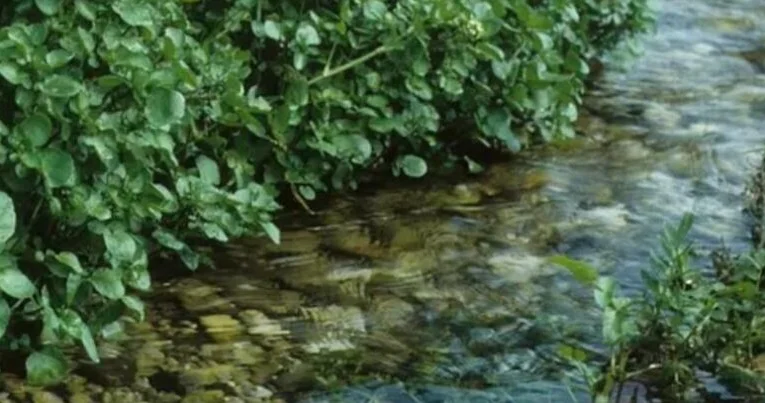 Nə çuğundur, nə brokoli, nə də ispanaq: Dünyanın ən sağlam tərəvəzi açıqlandı