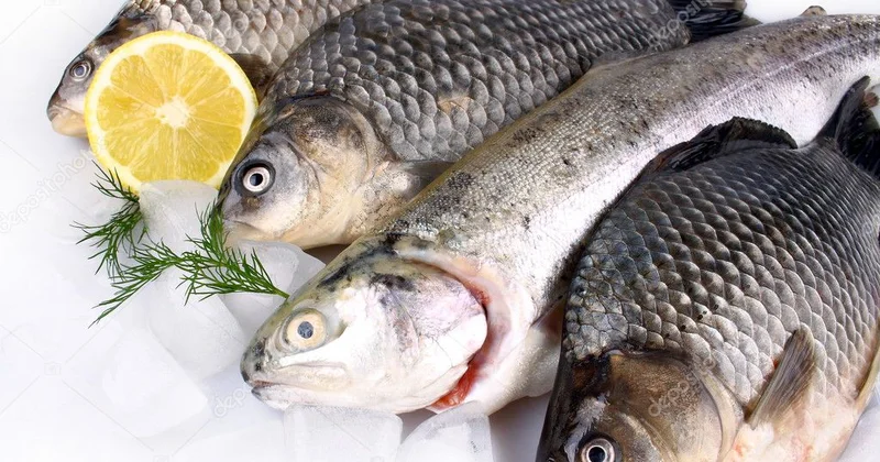 Bu gün Neftçalada balıq festivalı keçirilir