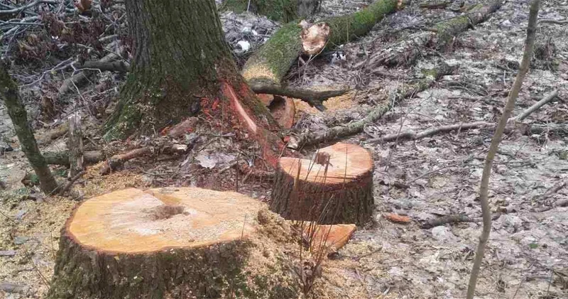 Незаконная вырубка деревьев обошлась застройщику более чем в 13 тыс. манатов