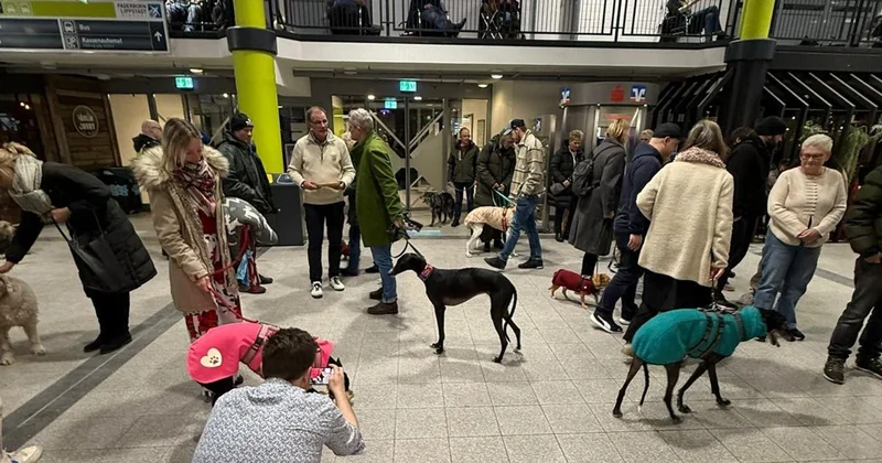 Hava limanı itlər üçün sığınacağa çevrildi Foto