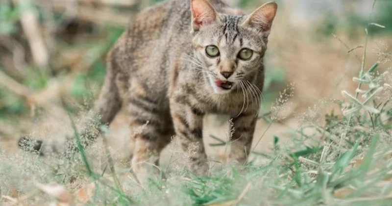 100 il əvvəl yox olan heyvan yenidən ortaya çıxdı