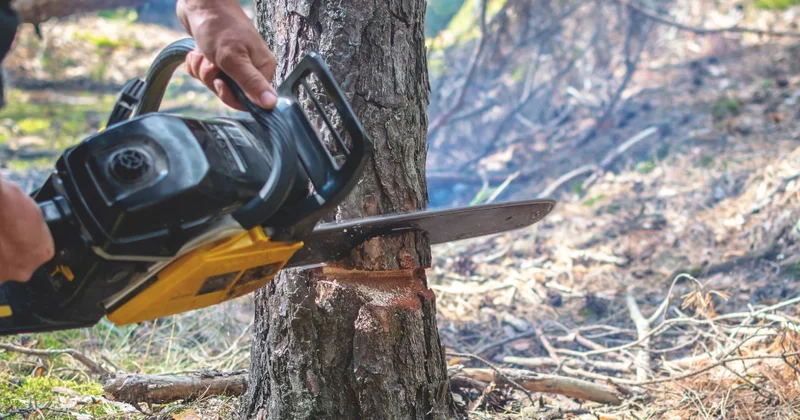 Xırdalanda ağacların kəsilməsi faktı araşdırılıb