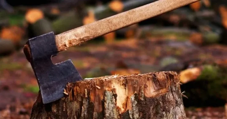 Ağacları kəsən şəxs saxlanıldı 13 min manat cərimə