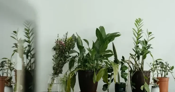 Evi pis qüvvələrdən, yoxsulluqdan və xəstəliklərdən qoruyan 5 bitki