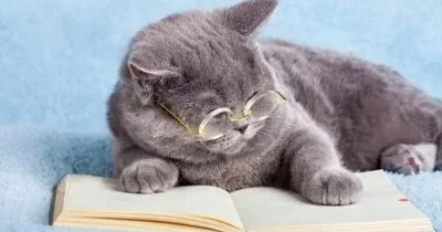 Признаки умной кошки, на которые редко обращают внимание