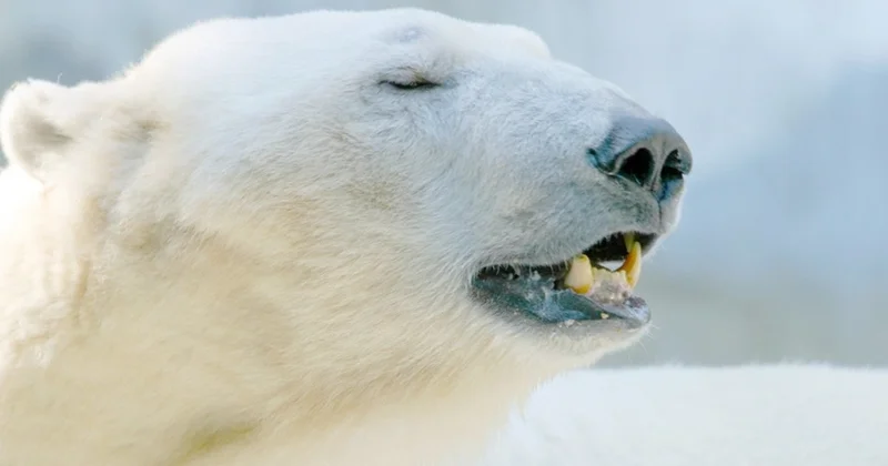 В Красноярском крае белый медведь напал на семью из трех человек