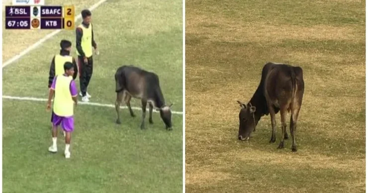 Futbol oyunu qeyri adi səbəbdən dayandırıldı: meydana inək girdi