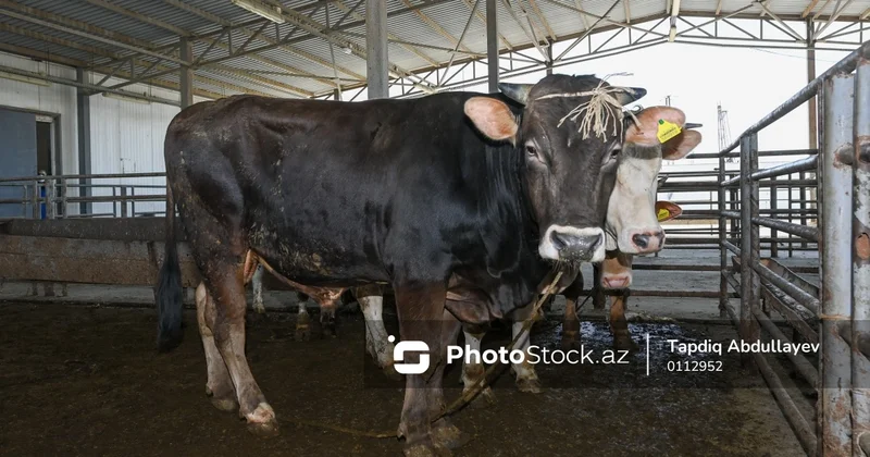 Bəzi xəstəliklər üzrə epizootik məhdudiyyətlər aradan qaldırılıb