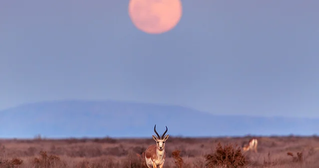 Şirvan Milli Parkı ilin ilk günlərində... Fotolar