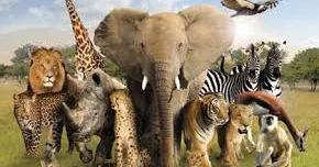 Heyvanlar niyə balasını yeyir? ARAŞDIR4MA