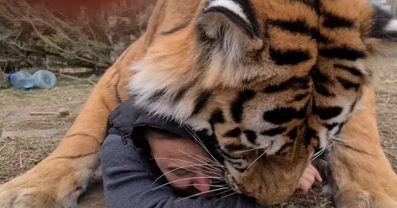 Фейковое видео с тигром может обойтись приморцу огромным штрафом ВИДЕО