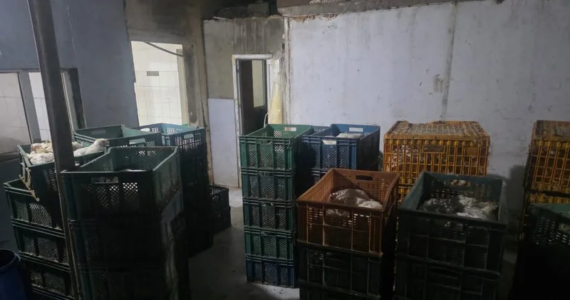 Qanunsuz fəaliyyət göstərən quş kəsimi sexi aşkarlandı VİDEO