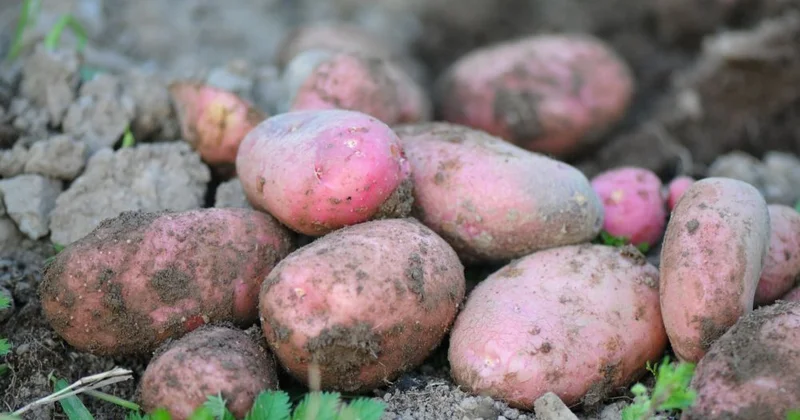 Kartof yeyənlərin ürəyi zəifləyir?