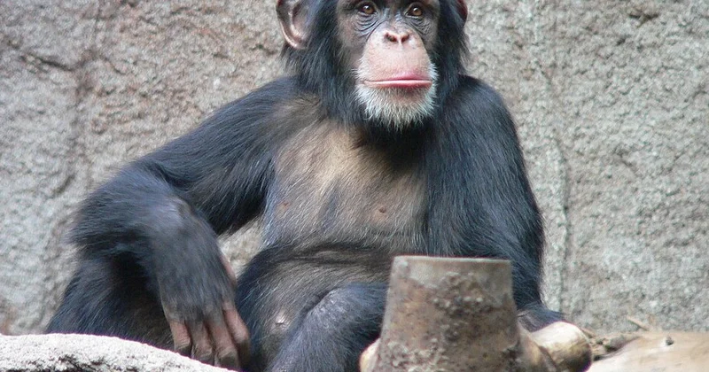 Meymunlar da keçmiş səhvlərindən dərs çıxara bilir