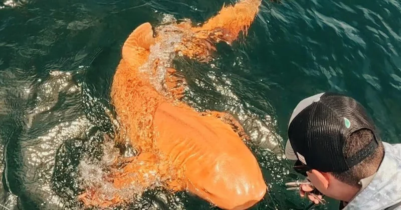 Ученые поймали редкую золотую акулу альбиноса с белыми глазами